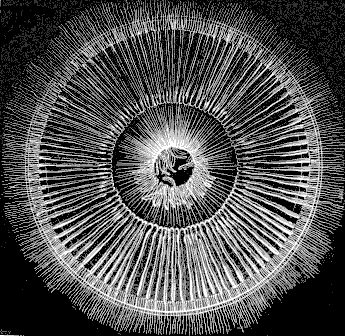 Fig. 74. Zygodactyla seen from above. Fig. 74. Zygodactyla seen from above.