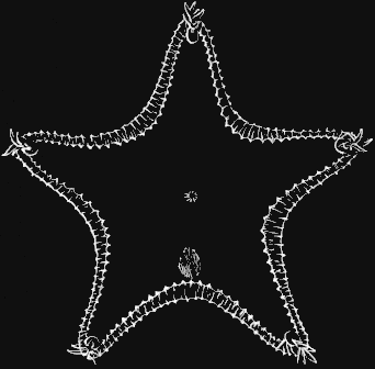 Fig. 147. Ctenodiscus, seen from above; natural size. Fig. 147. Ctenodiscus, seen from above; natural size.