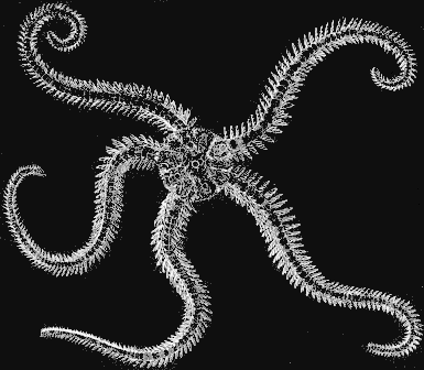 Fig. 148. Ophiopholis, from above; natural size. Fig. 148. Ophiopholis, from above; natural size.