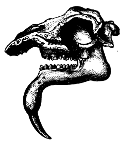 Head of Dinotherium   giganteum.