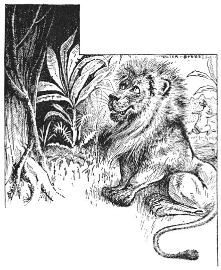 Soongoora crept out and ran away while the lion was looking up.