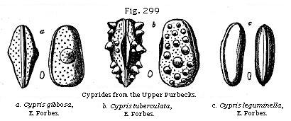 Fig. 299: Cyprides from the Upper Purbecks.