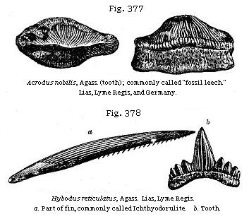Fig. 377: Acrodus nobilis. Fig. 378: Hybodus reticulatus, a. Part of fin, commonly called Ichthyodorylite, b. Tooth.