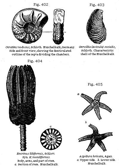 Fig. 402: Ceratites nodosus. Fig. 403: Gervillia (Avicula) socialis. Fig. 404: Enerinus liliiformis. Fig. 405: Aspidura loricata.