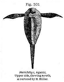 Fig. 501: Pterichthys. Upper side, showing mouth.