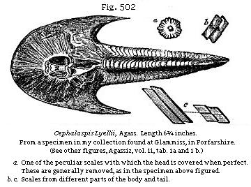 Fig. 502: Cephalapsis Lyellii.