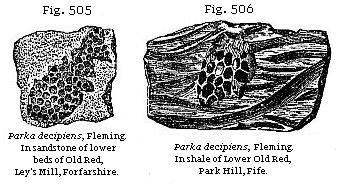 Fig. 505: Parka decipiens. In sandstone of lower beds of Old Red, Ley’s Mill, Forfarshire. Fig. 506: Parka decipiens. In shale of Lower Old Red, Park Hill, Fife.