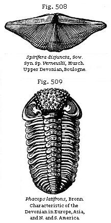 Fig. 508: Spirifera disjuncta. Fig. 509: Phacops latifrons.