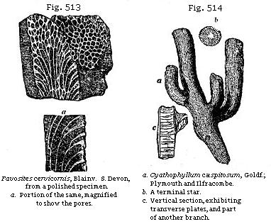 Fig. 513: Favosites cervicornis. Fig. 514: Cyathophyllum cæspitosum.