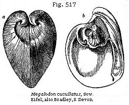 Fig. 517: Megalodon cucullatus.