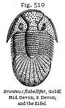 Fig. 519: Bronteus flabellifer.