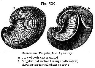 Fig. 529: Pentamerus Knightii.