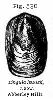 Fig. 530: Lingula Lewisii.
