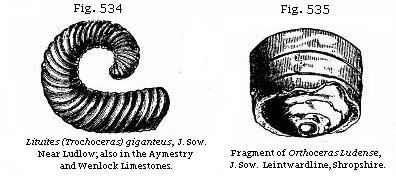 Fig. 534: Lituites (Trochoceras) giganteus. Fig. 535: Fragment of Orthoceras Ludense.