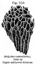 Fig. 536: Halysites catenularius.