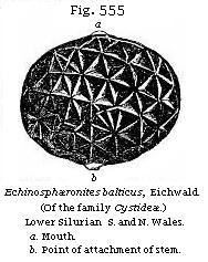 Fig. 555: Echinosphæronites ballicus.