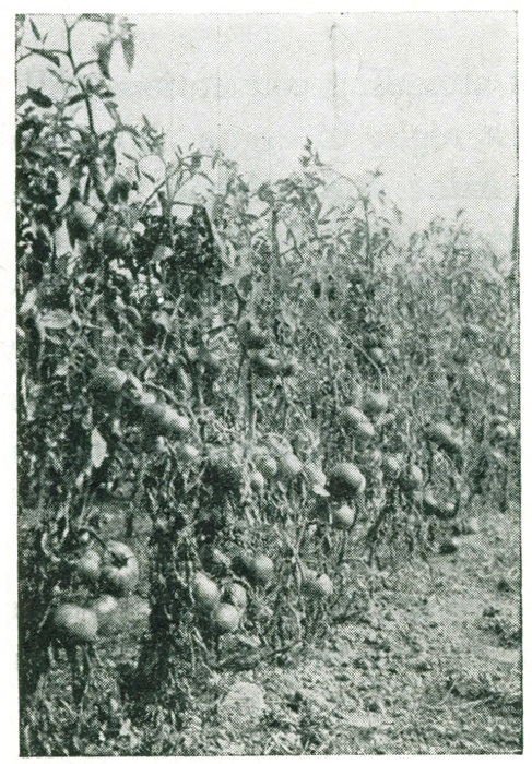 Figure 15.—Tomatoes pruned and trained with post, wire and twine. This is the trellis system of New England.
