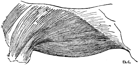 Fig. 71