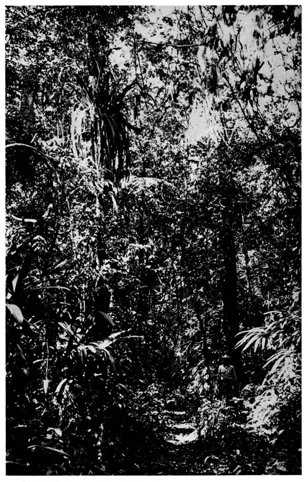 Interior of rainforest at Toocog. Notice less dense vegetation as compared with Pl. 8.