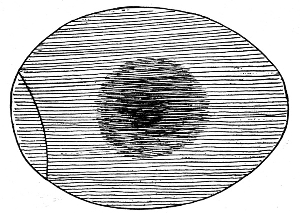 Figure 4.—Egg at End of 96 Hours.