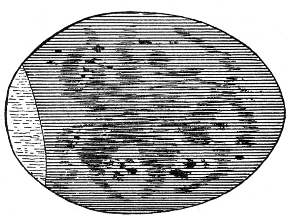 Figure 7.—A Dead Embryo.