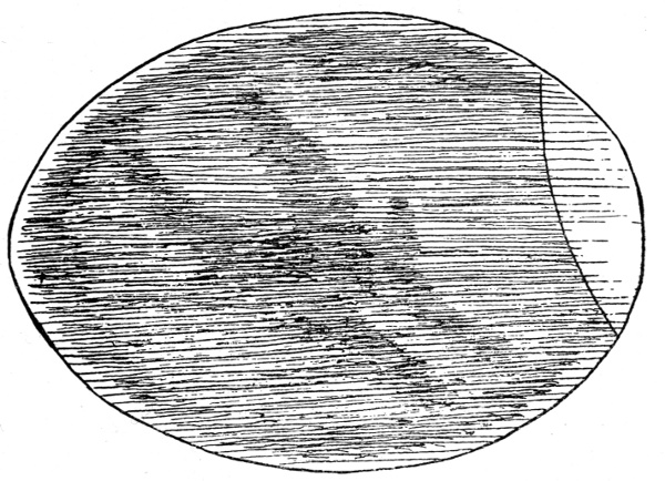Figure 8.—Egg After 192 Hours.