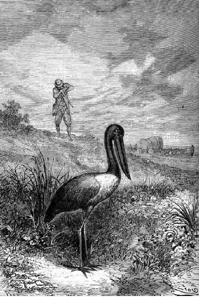Het was een "jabiru", de reusachtige kraanvogel der engelsche kolonisten.