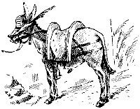 An Italian mule.