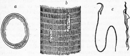 The Project Gutenberg eBook of Encyclopædia Britannica, Volume VII 