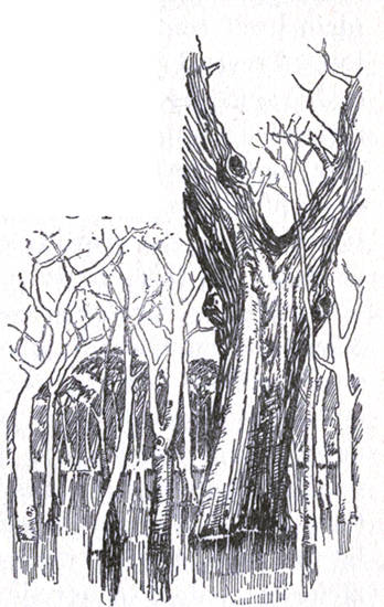 Dead Timber in Gatun Lake Now Covered With Orchids