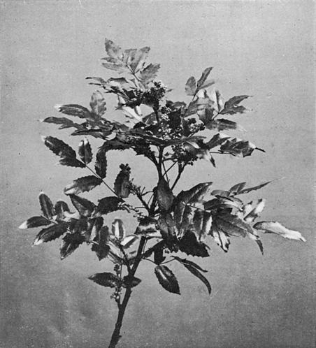 [Illustration: Berberis Aquifolium, Pursh.]