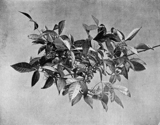 [Illustration: Ptelea Trifoliata, L.]