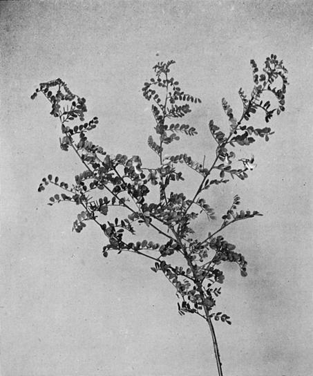 [Illustration: Colutea Arborescens, L.]