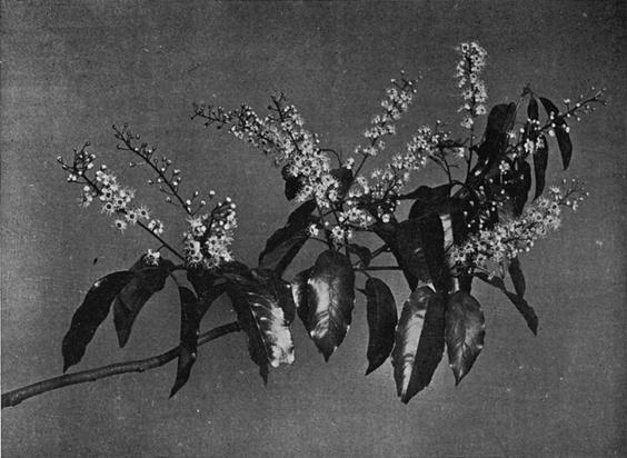 [Illustration: Prunus Lusitanica, L.F.]