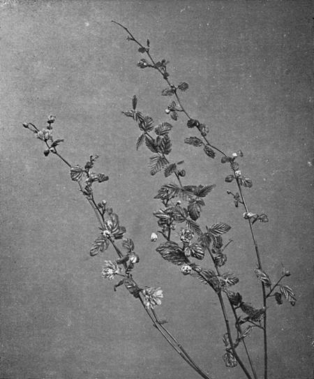 [Illustration: Kerria Japonica, D.C., Var. Flore Pleno]