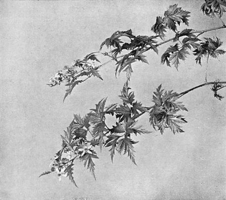 [Illustration: Rubus Laciniatus, Willd.]