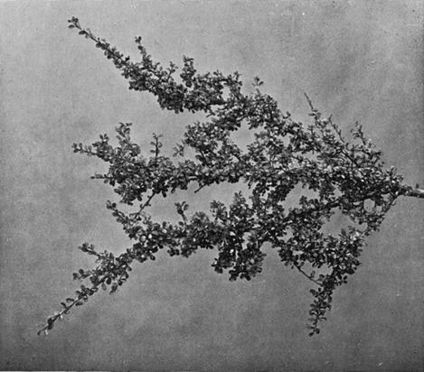 [Illustration: Cotoneaster Microphylla, Wall.]