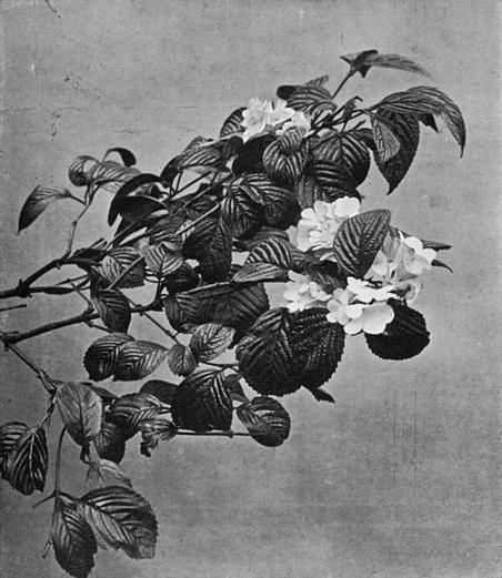 [Illustration: Viburnum Tomentosum, Thunb., Var. Plicatum, Maxim.]