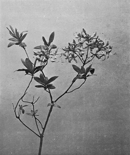 [Illustration: Rhododendron Flavum, G. Don. / Azalea Pontica, L.]