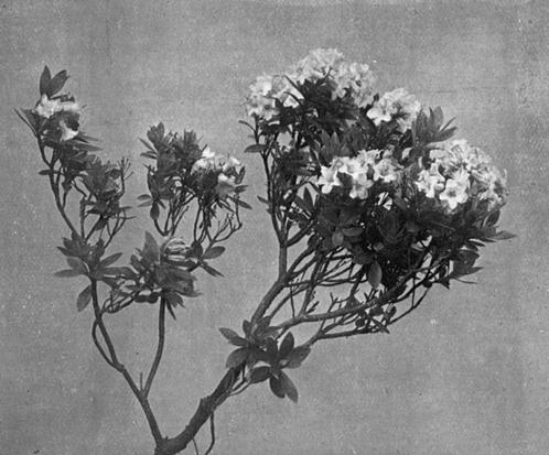 [Illustration: Rhododendron Ferrugineum, L.]