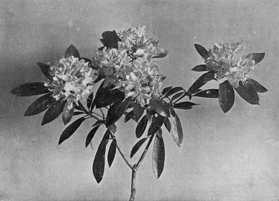 [Illustration: Rhododendron Ponticum, L.]