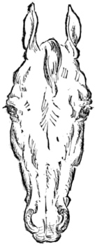Fig. 1.—Head of Arabian Steed.