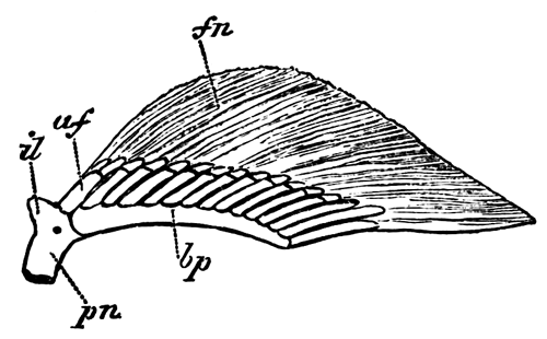 Right pelvic fin and part of pelvic girdle of an adult female of  Scyllium canicula