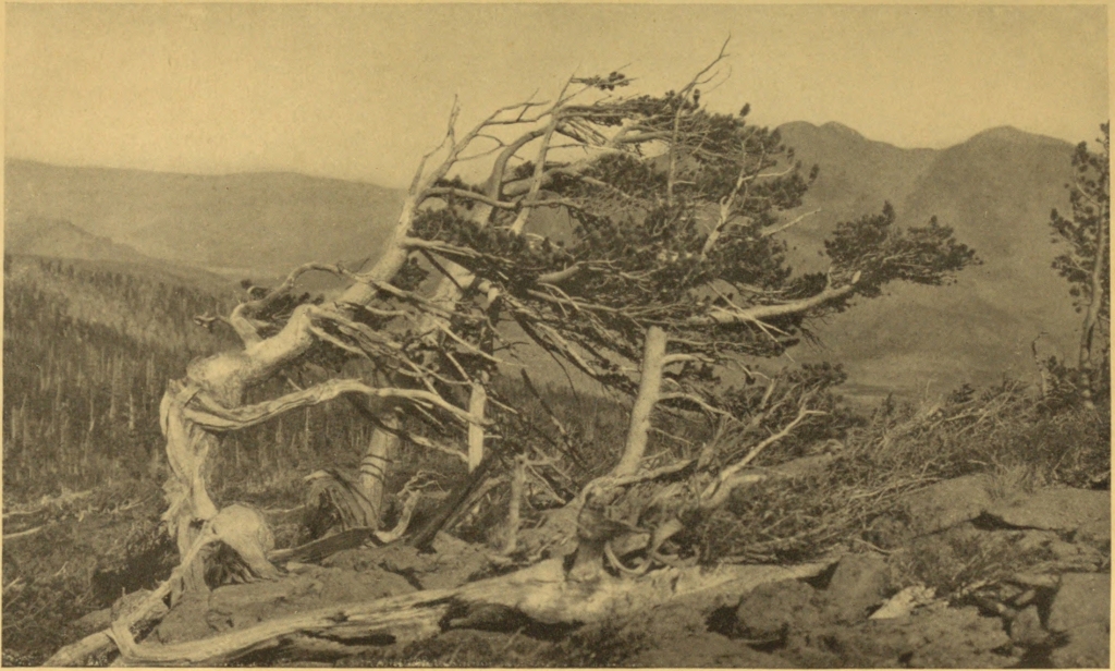 WIND-BLOWN TREES AT TIMBER-LINE