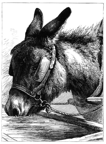 Donkey at trough