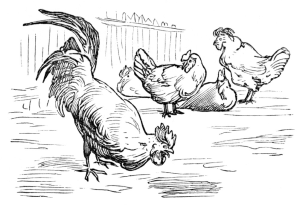 Rooster and chickens