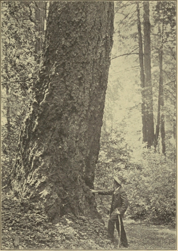 JOHN MUIR AT THE FOOT OF A DOUGLAS SPRUCE IN MUIR WOODS