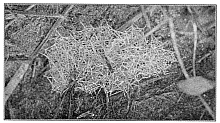 Fig. 359. Web of Erigone dentigera among stems of grass close to the ground. About the real size.