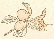plums on branch