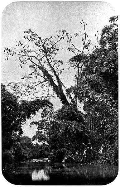 The big kalongs hanging from the topmost branches in a sleep from which the sunset will presently awaken them.